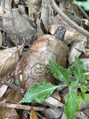 Terrapene carolina major