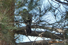 Garrulus glandarius atricapillus