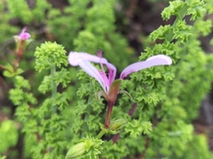 Pelargonium crispum