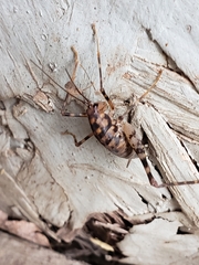 Tachycines asynamorus