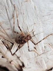 Tachycines asynamorus