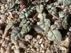 Chylismia claviformis