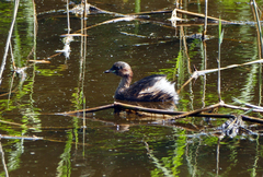 Tachybaptus ruficollis