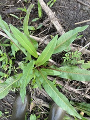 Rumex verticillatus