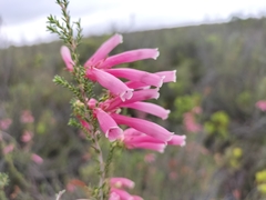 Erica versicolor