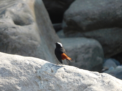 Phoenicurus leucocephalus