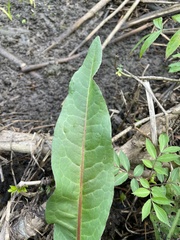 Rumex verticillatus