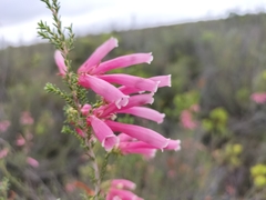Erica versicolor