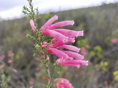 Erica versicolor