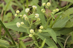 Verbesina walteri