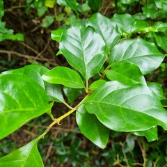 Pisonia aculeata