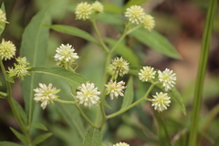 Verbesina walteri