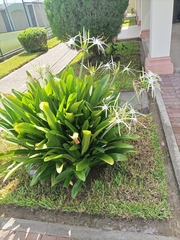 Hymenocallis speciosa