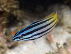 Halichoeres prosopeion