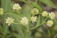 Verbesina walteri