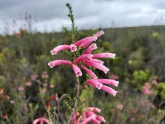 Erica versicolor