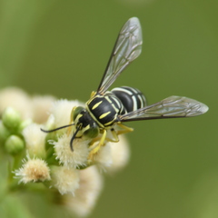 Bicyrtes variegatus