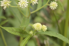 Verbesina walteri
