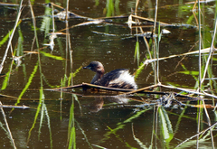 Tachybaptus ruficollis