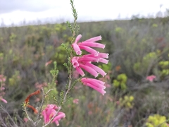 Erica versicolor