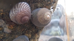 Steromphala cineraria