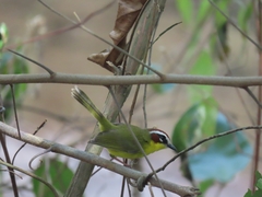 Basileuterus delattrii