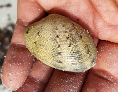 Tapetinae