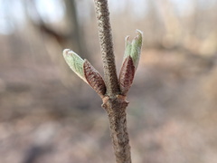 Viburnum sieboldii