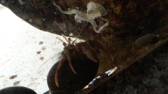 Pagurus bernhardus