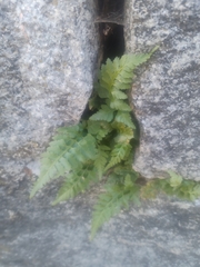 Asplenium adiantum-nigrum