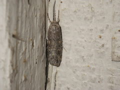 Spodoptera exigua