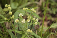 Verbesina walteri