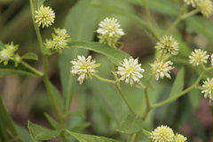 Verbesina walteri