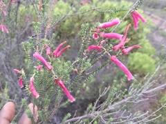 Erica versicolor