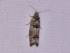 Pseudexentera knudsoni