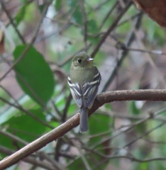 Empidonax flaviventris