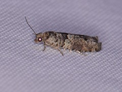 Pseudexentera knudsoni