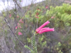 Erica versicolor