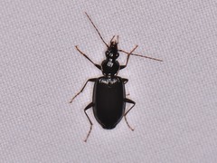 Platynus cincticollis