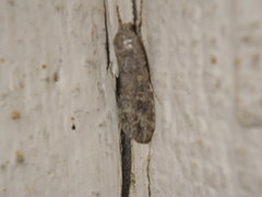 Spodoptera exigua