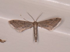 Euacidalia brownsvillea