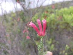 Erica versicolor