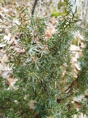 Juniperus communis