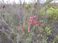 Erica versicolor