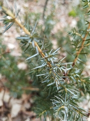 Juniperus communis