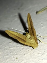 Isturgia arenacearia