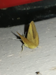 Isturgia arenacearia