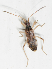 Ozophora salsaverdeae