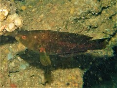 Notolabrus parilus