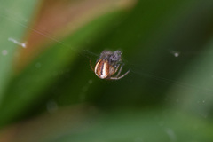 Mangora acalypha